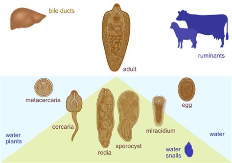 Fasciola hepatica