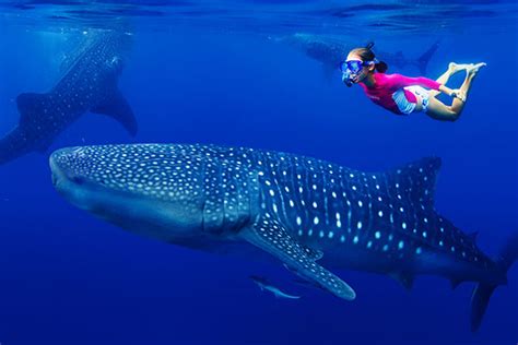 Swim with Whale Sharks in Cancún | Vistana™ Signature Experiences