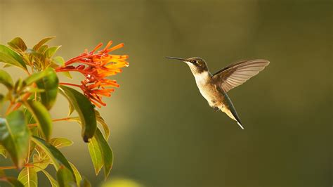 Can Hummingbirds Fly Backwards? Yes, They Can! - Birdwatching Buzz