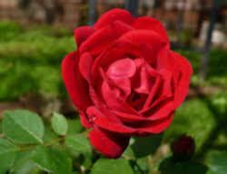 Oklahoma State Flower: Oklahoma Rose