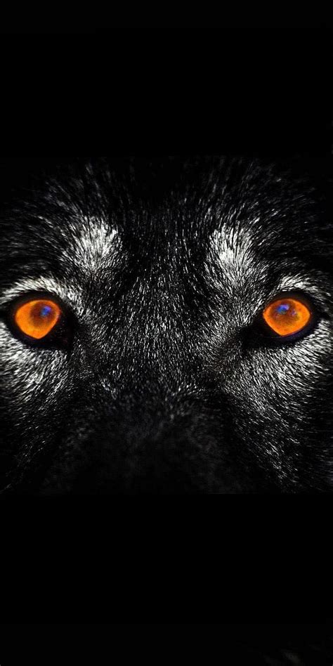 Evil Wolf Eyes Wallpaper