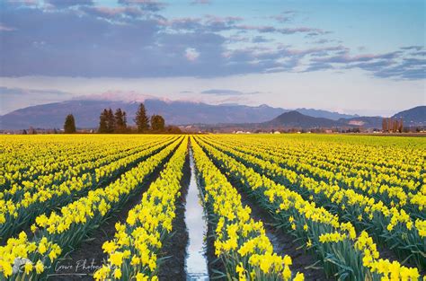 Skagit Valley Daffodil fields, Washington - Alan Crowe Photography