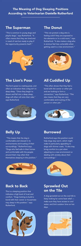 The Most Common Dog Sleeping Positions Explained | Sleepopolis