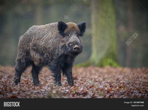 Wild Boar Male Forest/ Image & Photo (Free Trial) | Bigstock