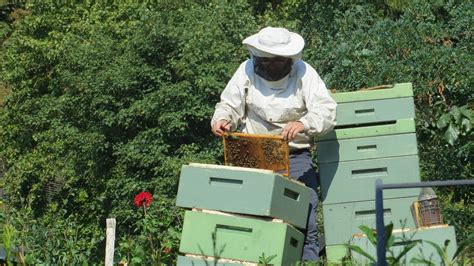 Beekeeping Tips for Beginners :: YardYum - Garden Plot Rentals