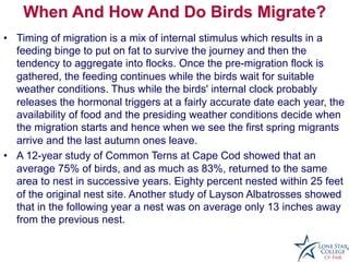 Bird Migration Presentation | PPT