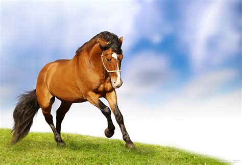 Galloping Horse Wallpaper download - Horse HD Wallpaper - Appraw