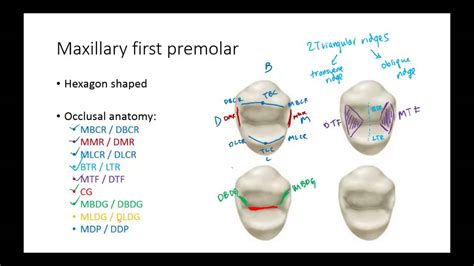 Dental Anatomy: Premolars - YouTube