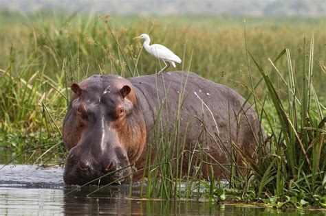 What Is a Hippo's Diet? | Animals - mom.me