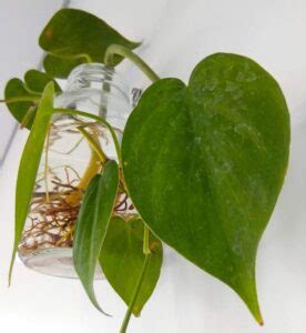 Philodendron Cordatum Care Guide: Best Care