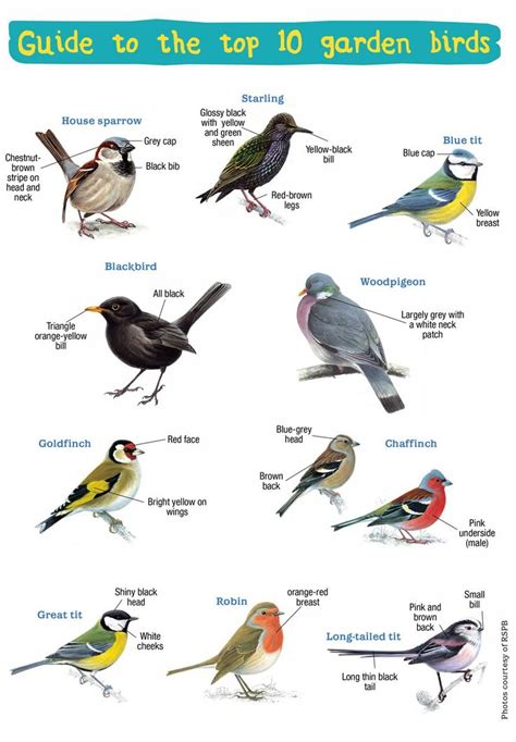 Handy Guide to the UK’s Top 10 Garden Birds | Common garden birds, Bird ...