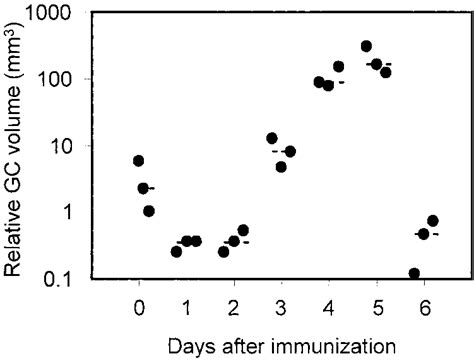 Kinetics of germinal center formation in spleens from QM mice after ...