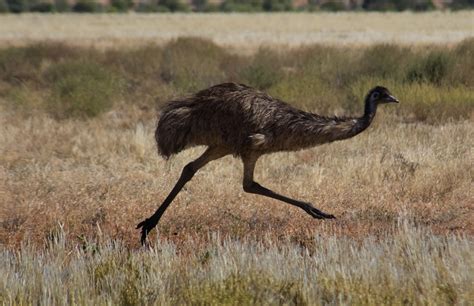 Images by Christine Walsh: Kangaroos and Emus