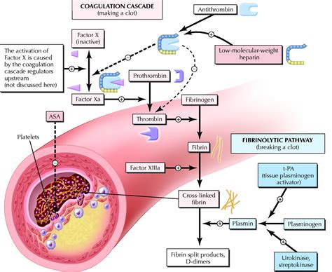 New advances in the management of acute coronary syndromes: 4. Low-molecular-weight heparins | CMAJ