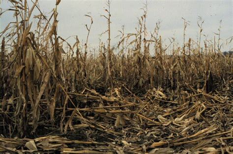 Shredding Corn Stalks / You can easily make tall cornstalk decorations ...