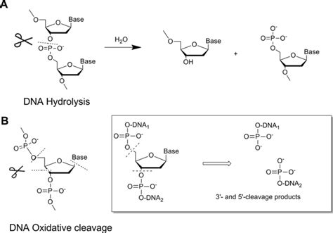 Major types of DNA cleavage. (A) Hydrolytic cleavage of DNA (P–O bond... | Download Scientific ...