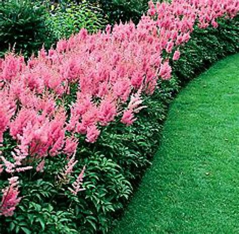 Growing Astilbe - False Spirea - How to Grow and Care for Astilbe