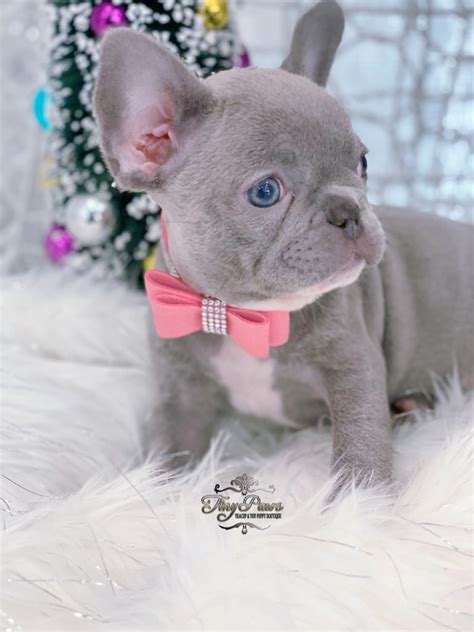 Violet Exclusive Mini Lilac French Bulldog - Tiny Paws