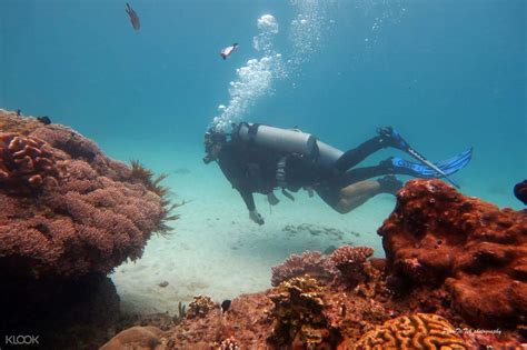 Menjangan Island Diving Experience by Dune Atlantis Bali, Indonesia