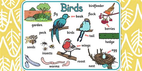 Bird Word Mat - ESL Birds Vocabulary Resources - Twinkl