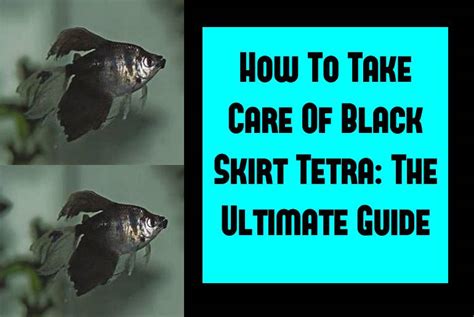 How To Take Care Of Black Skirt Tetra: The Ultimate Guide