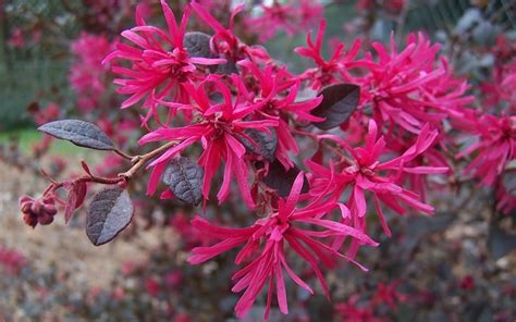 Purple Diamond Loropetalum - 2 Gallon - Shrub - Shrubs for Spring Color | Gardener Direct