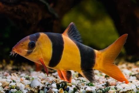 Clown Loach - The Care, Feeding and Breeding of Clown Loach Fish - Aquarium Tidings