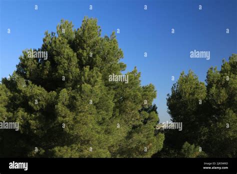 Forest of Aleppo Pine, Pinus halepensis Stock Photo - Alamy