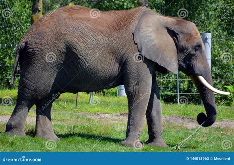 Elephants are Large Mammals of the Family Elephantidae Stock Image - Image of family, hole ...