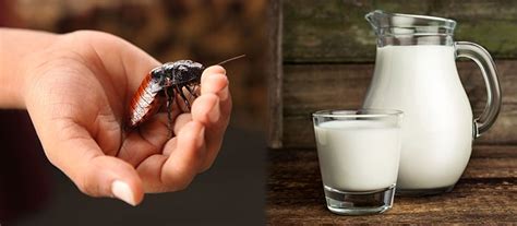 Could Cockroach Milk be the Next Superfood? - Natural Society