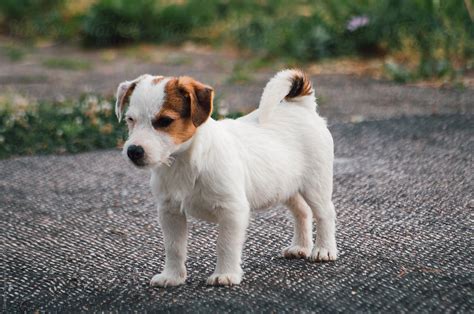 Cute Jack Russell Terrier Puppy In The Yard | Stocksy United