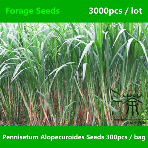 Aliexpress.com : Buy Family Poaceae Pennisetum Alopecuroides Seeds ...