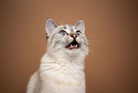 Mouth Cancer In Cats: Causes, Symptoms & Treatment - Cats.com