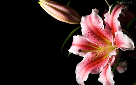 🔥 [70+] Lily Wallpapers | WallpaperSafari