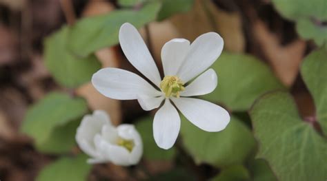 How to Plant, Grow and Care For Twinleaf Flowers