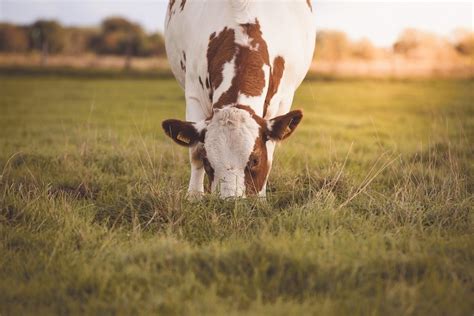 What Can Cow Cuddling Teach Us About The Wellness Industry? | Richmond & Towers