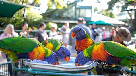 Currumbin Wildlife Sanctuary Entry - Adrenaline