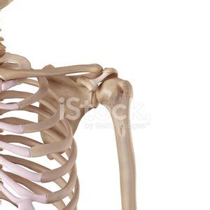 The coracohumeral ligament Clipart Image