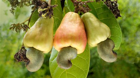 Cashew Apple and Cashew Nut | Cashew Apple Recipe