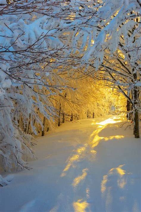 Sunrise in the snowy woods by Roberto Melotti - Favorite Photoz