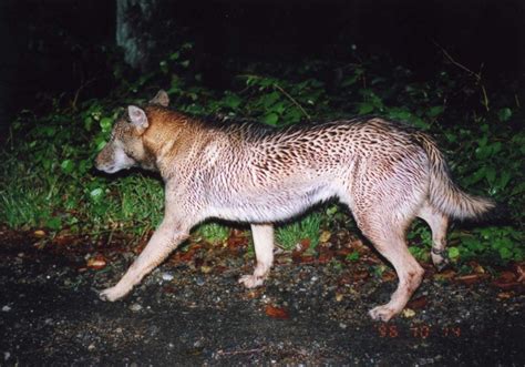 Abe's Animals: Pictures of Japanese wolves alive in color