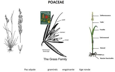 La famille des Poaceae, appelée également Gramineae, est un rang taxinomique de plantes de l ...