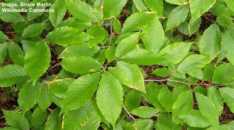 Beech Trees: Types, Leaves, Bark — Identification Guide (Pictures)