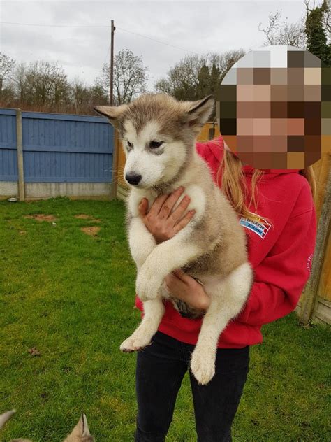 Alaskan Malamute Puppies For Sale | Sacramento, CA #289273