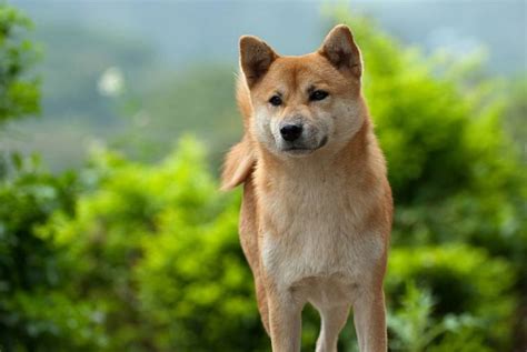 Shiba Inu Price in India, Appearance and Temperament