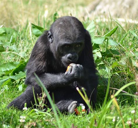 Infant Eastern Lowland Gorilla by Fiona Lawrence at Dublin Zoo | Silverback gorilla, Gorilla ...