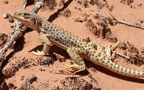 desert, Lizards, Reptile Wallpapers HD / Desktop and Mobile Backgrounds