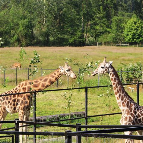 The Greater Vancouver Zoo Welcomes A Charming New Giraffe