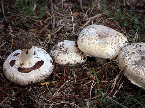 California Fungi: Agaricus bisporus