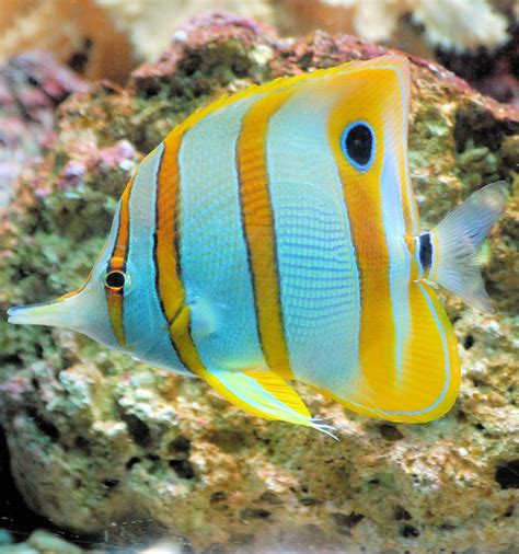 About Wild Animals: Picture of a butterflyfish | Tropical fish ...